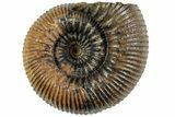 Stephanoceras Ammonite With Spines - Kirchberg, Switzerland #227348-1